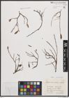 Foto von Salix breviserrata Flod. x Salix repens L.